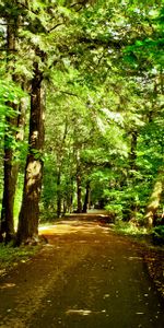 Nature,Arbres,Route,Forêt