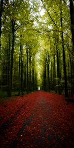 Nature,Forêt,Route,Arbres