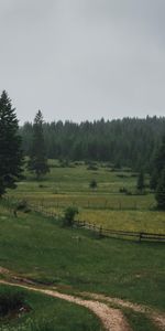 Naturaleza,Árboles,Bosque,Campo,Cerco,Valla,Camino,Paisaje