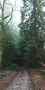 Route,Forêt,Brouillard,Nature,Arbres