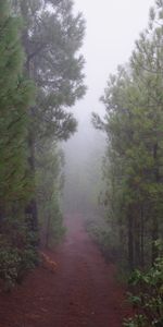 Nature,Route,Forêt,Brouillard,Arbres