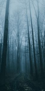 Nature,Trees,Road,Forest,Fog