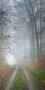 Nature,Trees,Road,Forest,Fog