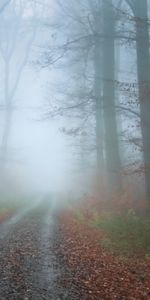 Nature,Trees,Road,Forest,Fog,Autumn