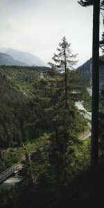 Nature,Trees,Road,Forest,Fog,Fir,Spruce