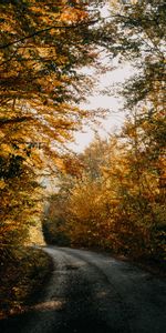 Forêt,Nature,Arbres,Ombres,Route,Ombre,Automne