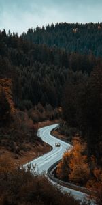 Nature,Trees,Road,Forest,Traffic,Movement