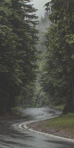 Nature,Trees,Road,Forest,Turn