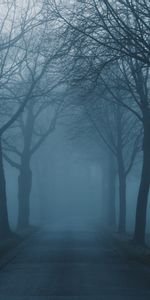 Brouillard,Nature,Route,Arbres,Brume