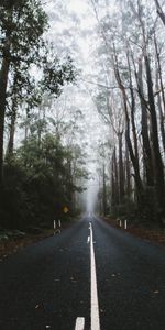 Route,Brouillard,Nature,Balisage,Arbres