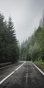 Épicéa,Sapin,Arbres,Route,Balisage,Forêt,Nature