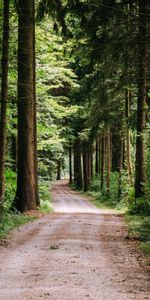 Chemin,Forêt,Route,Nature,Arbres