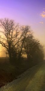 Nature,Trees,Road,Posts,Pillars,Fog,Dawn