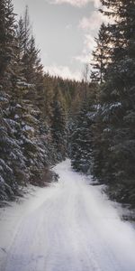 Nature,Trees,Road,Snow,Winter,Forest