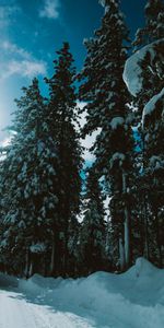 Invierno,Árboles,Camino,Bosque,Luz De Sol,Luz Del Sol,Naturaleza,Nieve