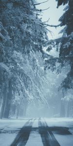 Nature,Trees,Road,Traces,Fog,Snow,Winter