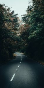 Nature,Trees,Road,Turn,Asphalt,Forest