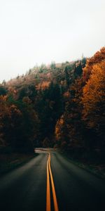 Nature,Trees,Road,Turn,Autumn