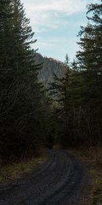 Route,Tourner,Forêt,Arbres,Tour,Nature