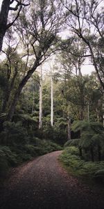 Nature,Trees,Road,Turn,Forest