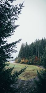 Naturaleza,Árboles,Turno,Giro,Bosque,Césped,Camino