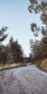 Nature,Trees,Road,Winding,Sinuous