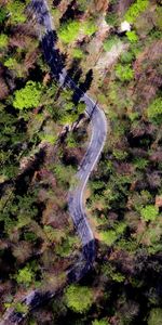 Nature,Trees,Road,Winding,Sinuous,Forest