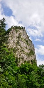 Nature,Trees,Rock,Forest