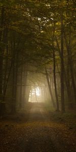 Nature,Trees,Shine,Autumn,Fog,Light,Road,Forest