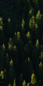 Poutres,Épicéa,Sapin,Briller,Rayons,Nature,Arbres,Lumière,Forêt