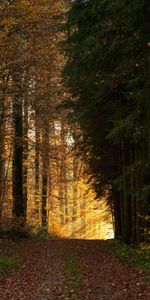 Rayons,Forêt,Poutres,Briller,Lumière,Nature,Arbres,Chemin