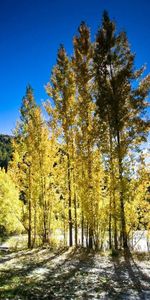 Nature,Trees,Shine,Light,Autumn