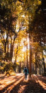 Forêt,Arbres,Briller,Lumière,Humain,Personne,Lumière Du Soleil,Nature