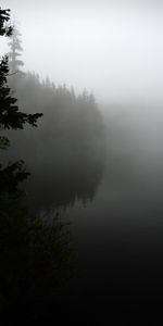 Nature,Trees,Shore,Bank,Forest,Fog