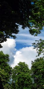 Cielo,Naturaleza,Árboles