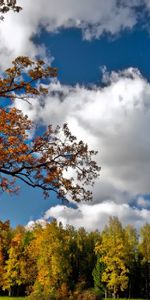 Nature,Trees,Sky,Autumn,Landscape