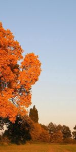 Nature,Trees,Sky,Autumn,Leaves,Field