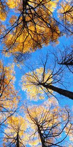 Nature,Trees,Sky,Bottom View