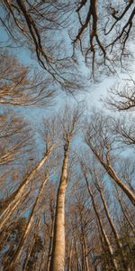 Nature,Trees,Sky,Branches,Bottom View