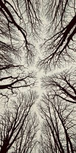 Nature,Trees,Sky,Branches,Bottom View