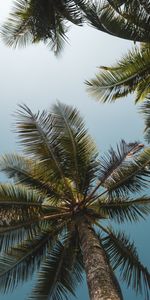 Naturaleza,Árboles,Cielo,Sucursales,Ramas,Vista Desde Abajo,Palms,Vista Inferior