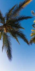 Branches,Nature,Sky,Arbres,Palms,Tropiques