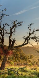 Nature,Trees,Sky,Bush,Hills