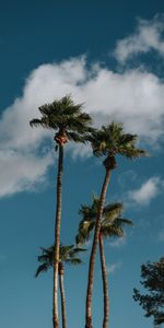 Nature,Trees,Sky,Clouds,Palms