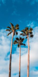 Nature,Trees,Sky,Clouds,Palms,Tropics