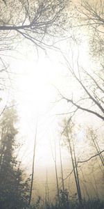 Forêt,Brouillard,Sinistre,Grisaille,Couronnes,Par Le Bas,D’En Bas,Arbres,Sky,Couronne,Nature,Flippant