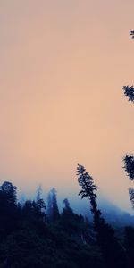 Nature,Trees,Sky,Dusk,Bottom View,Twilight,Fog