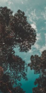 Nature,Trees,Sky,Flight,Airplane,Plane