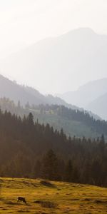 Árboles,Cielo,Naturaleza,Montañas,Niebla