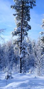 Árboles,Invierno,Cielo,Nieve,Borde,Bosque,Afueras,Azur,Naturaleza,Celeste